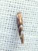 Phyllonorycter sp.